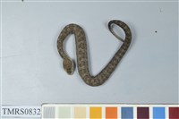 藏品(菊池氏龜殼花)的圖片